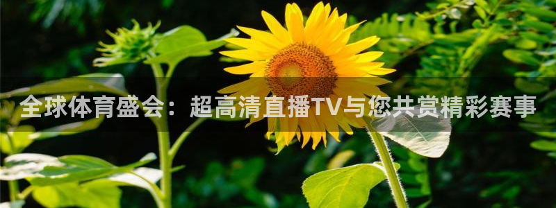 蓝鲸足球直播免费观看直播